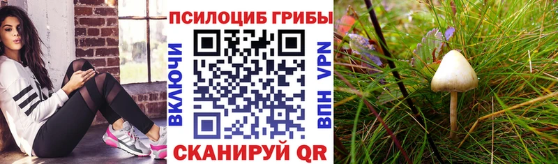 Галлюциногенные грибы Cubensis Абакан